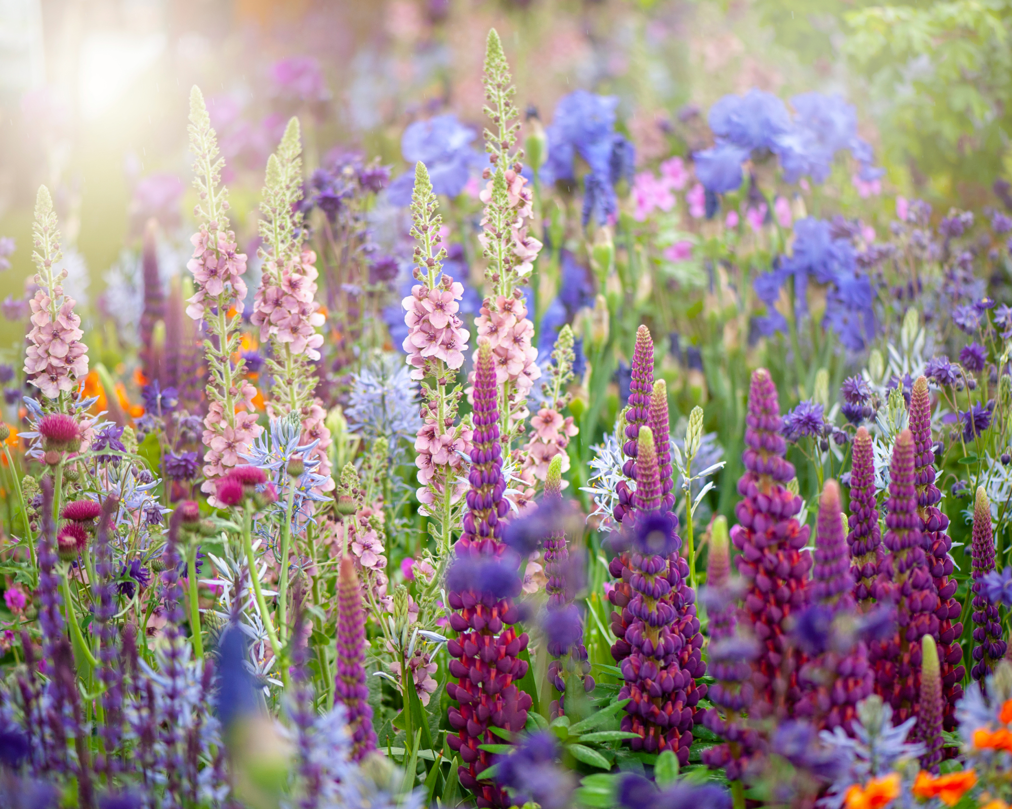 perennial plants growing in border with verbascum and lupin spires