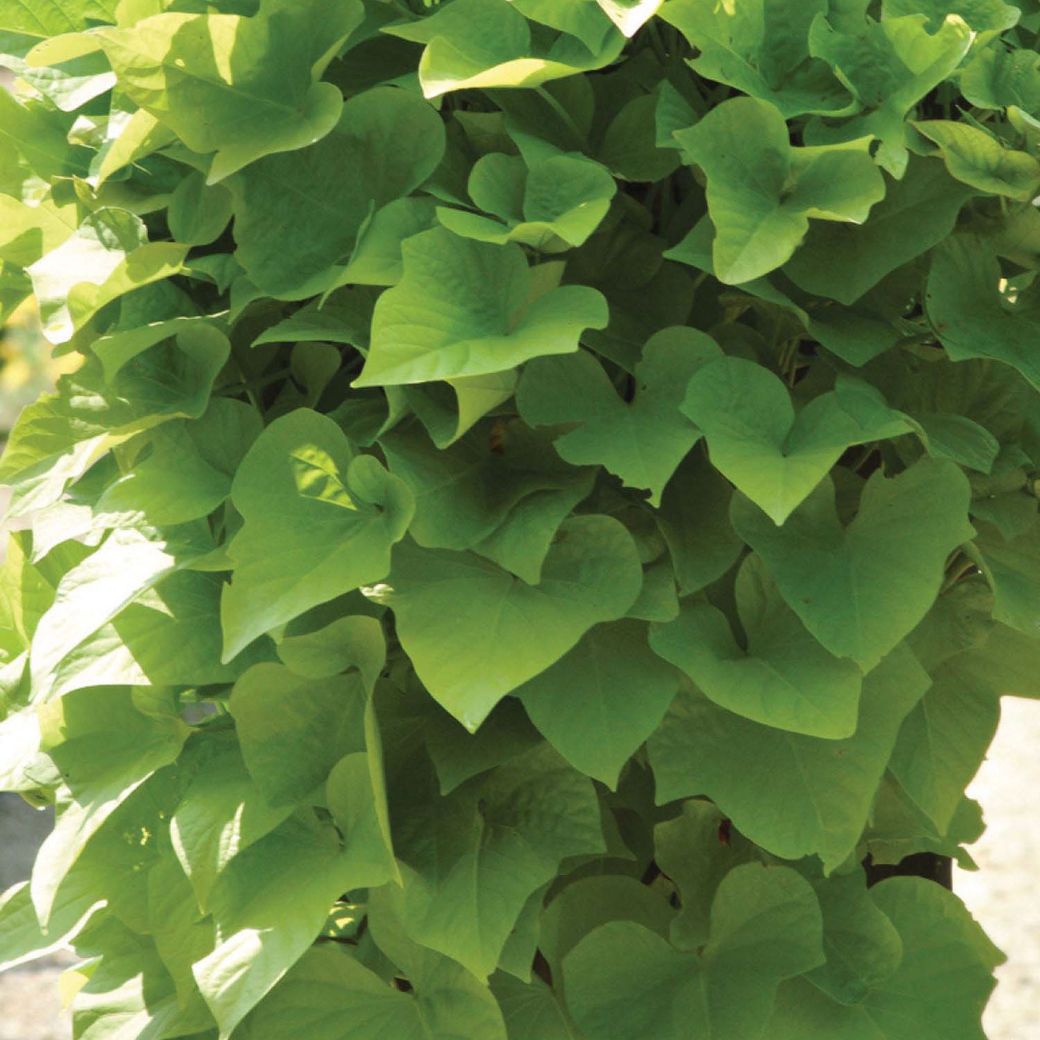 Margeurite Ipomoea Plants