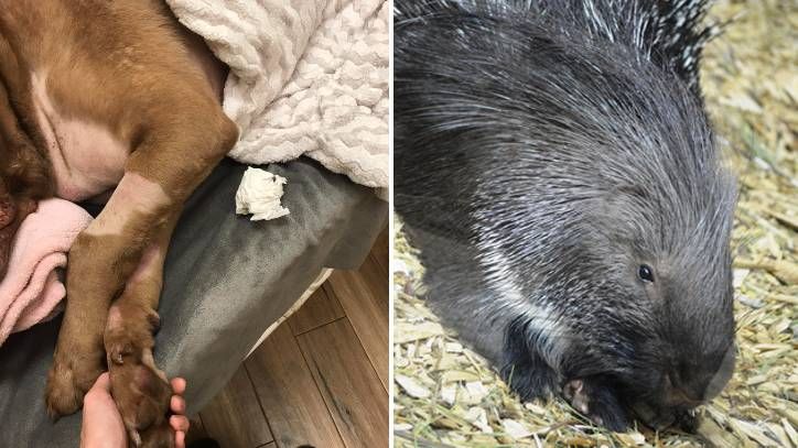 Pit Bull Dies After 2 A.M. Tussle With Porcupine Leaves Quills