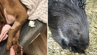 dog attacked by a porcupine