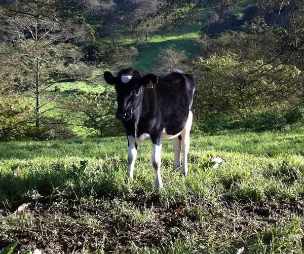 A cow watches the race go by