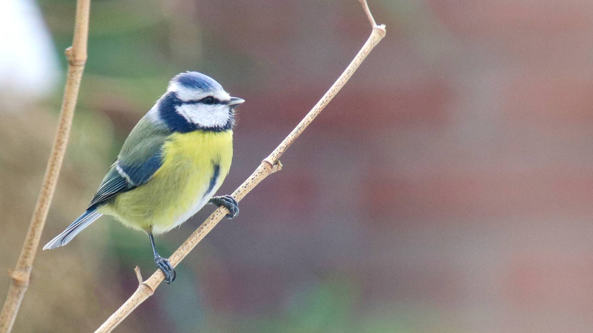 A Eurasian blue tit on the bare branch of a shrub