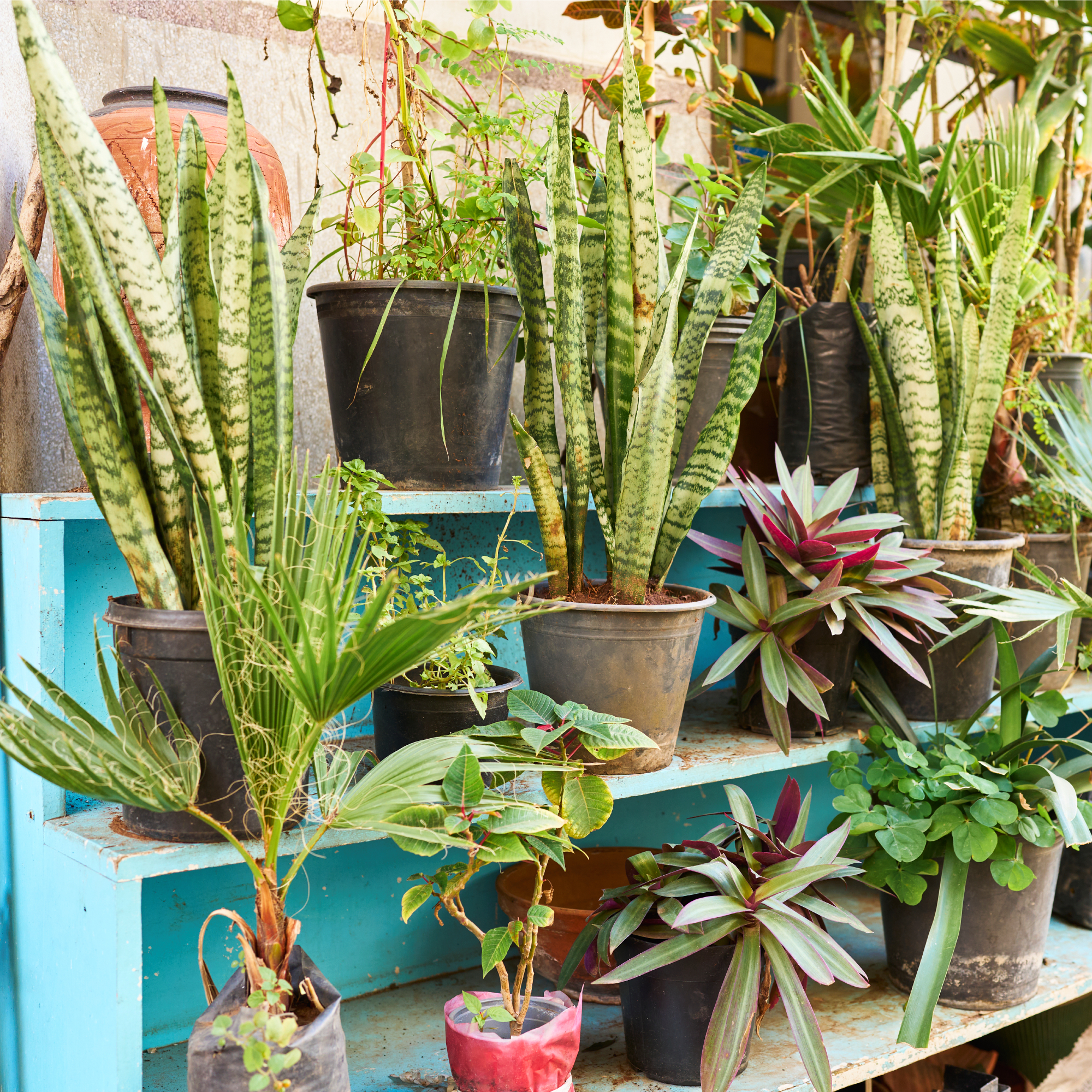 Many houseplants on a multi-tiered blue shelf
