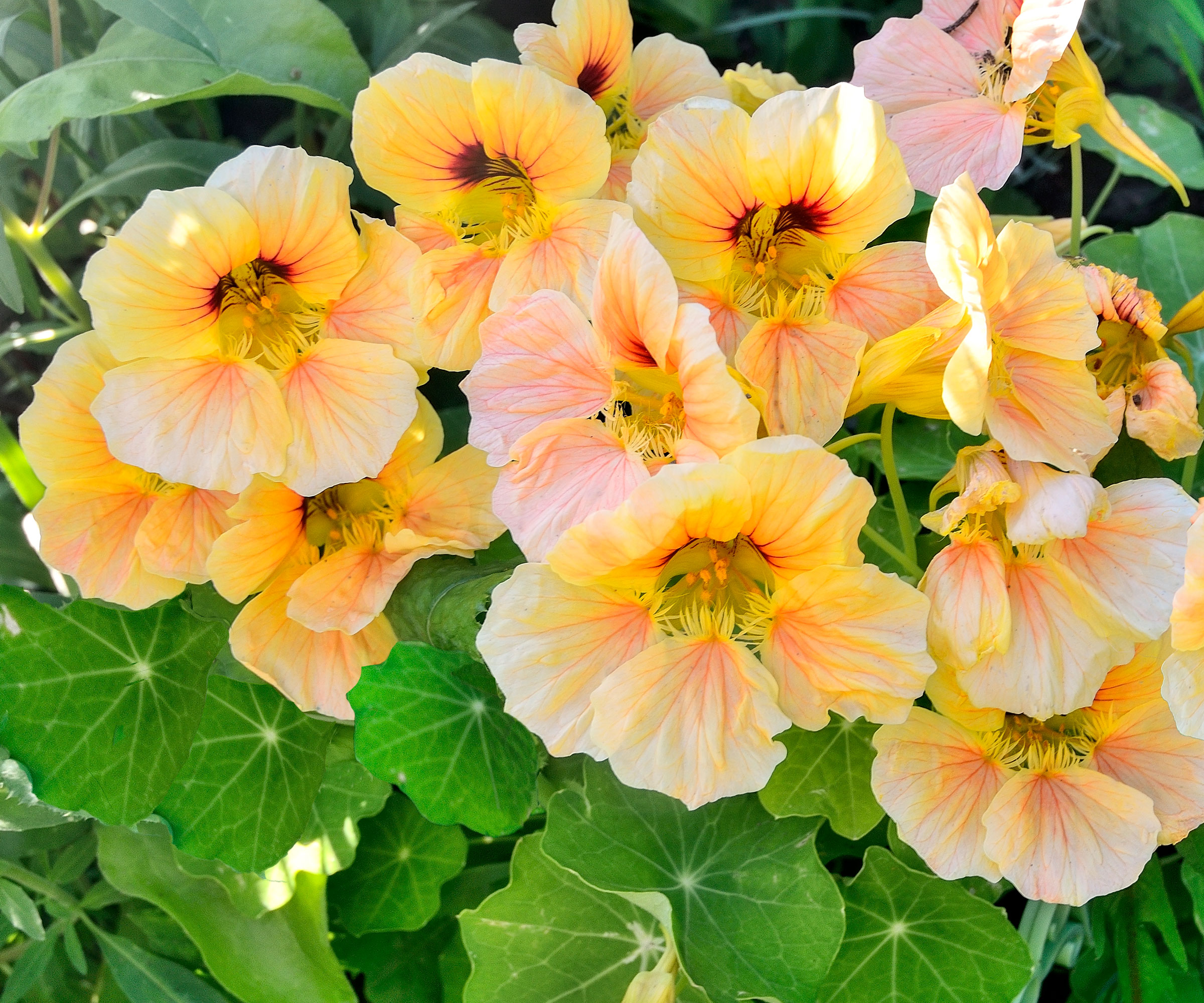 nasturtium plants with peach flowers