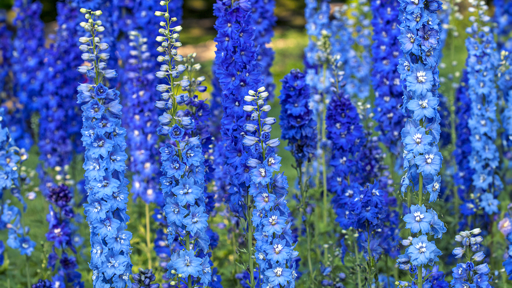 Blue delphiniums in a summer garden