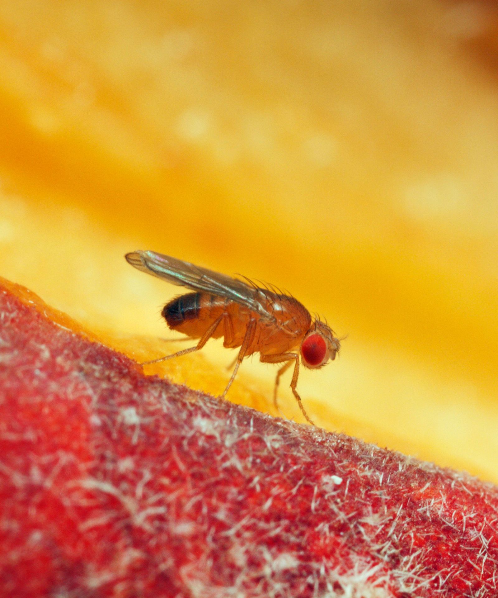 How to get rid of fruit flies easy solutions and prevention Homes