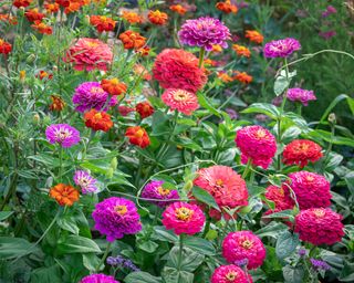 Zinnia elegans 'Giant Dahlia Mix' to plant in April from Sarah Raven