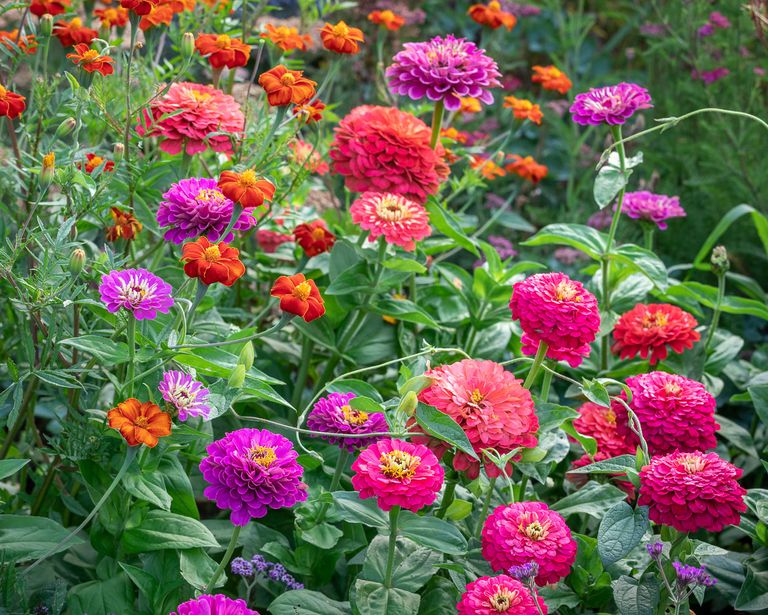 What to plant in April the best flowers, veg and fruit Homes & Gardens