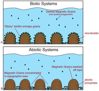 A schematic showing how sticky biofilms trap more magnetite — and over a broader area — than mounds that formed abiotically (without the aid of living organisms). Some researchers think that future life-detection missions to Mars could search for such a magnetic signature.