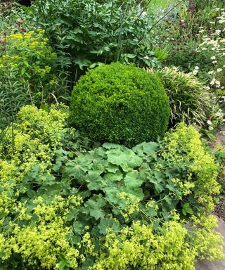 evergreen shrubs used in garden border