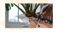 picture of someone pruning the aerial roots off a monstera