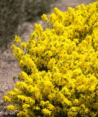 Yellow flowers of scotch broom, also known as cytisus