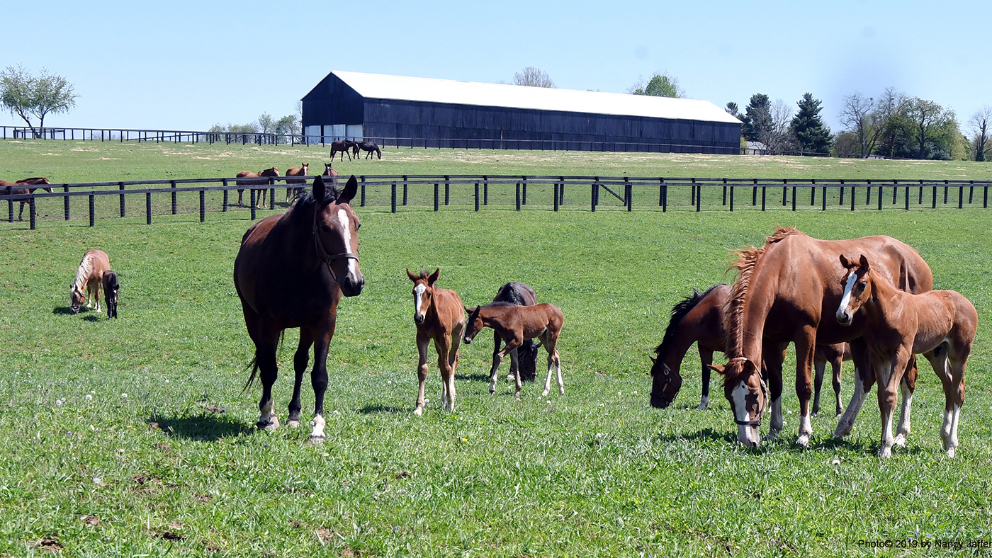 spy-coast-lisa-lourie-spy-coast-farm-d500-april-23_374319672_62.jpg