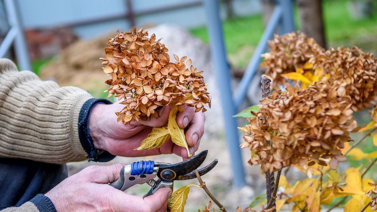 Pruning of brown, dried hydrangea heads in fall garden