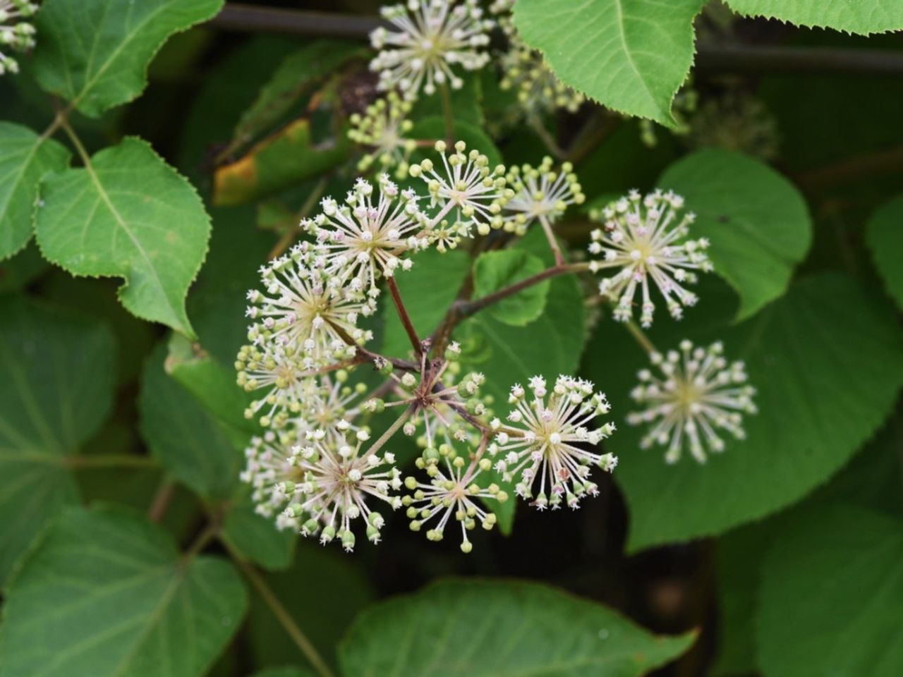 White Flowering Spikenard Plants