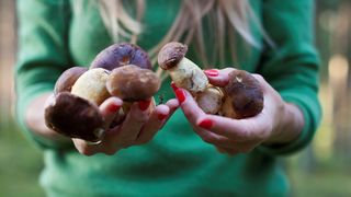 Woman holding freshly harvested porcini mushrooms