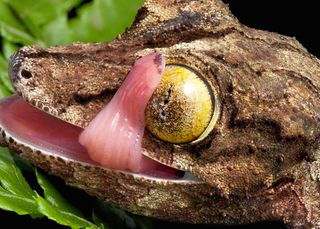 animal eyes, Leaf-tailed geckos