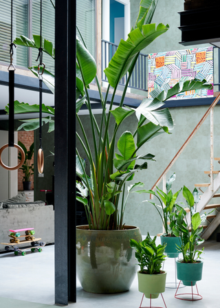 A large bird of paradise plant beside potted anthuriums