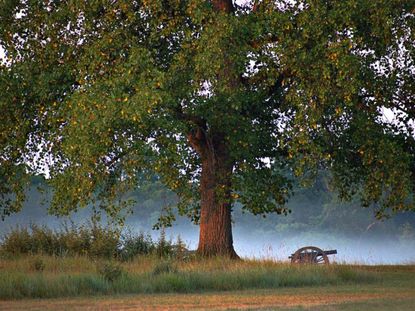 a large tree stands over an old fashioned cannon with mist in the background