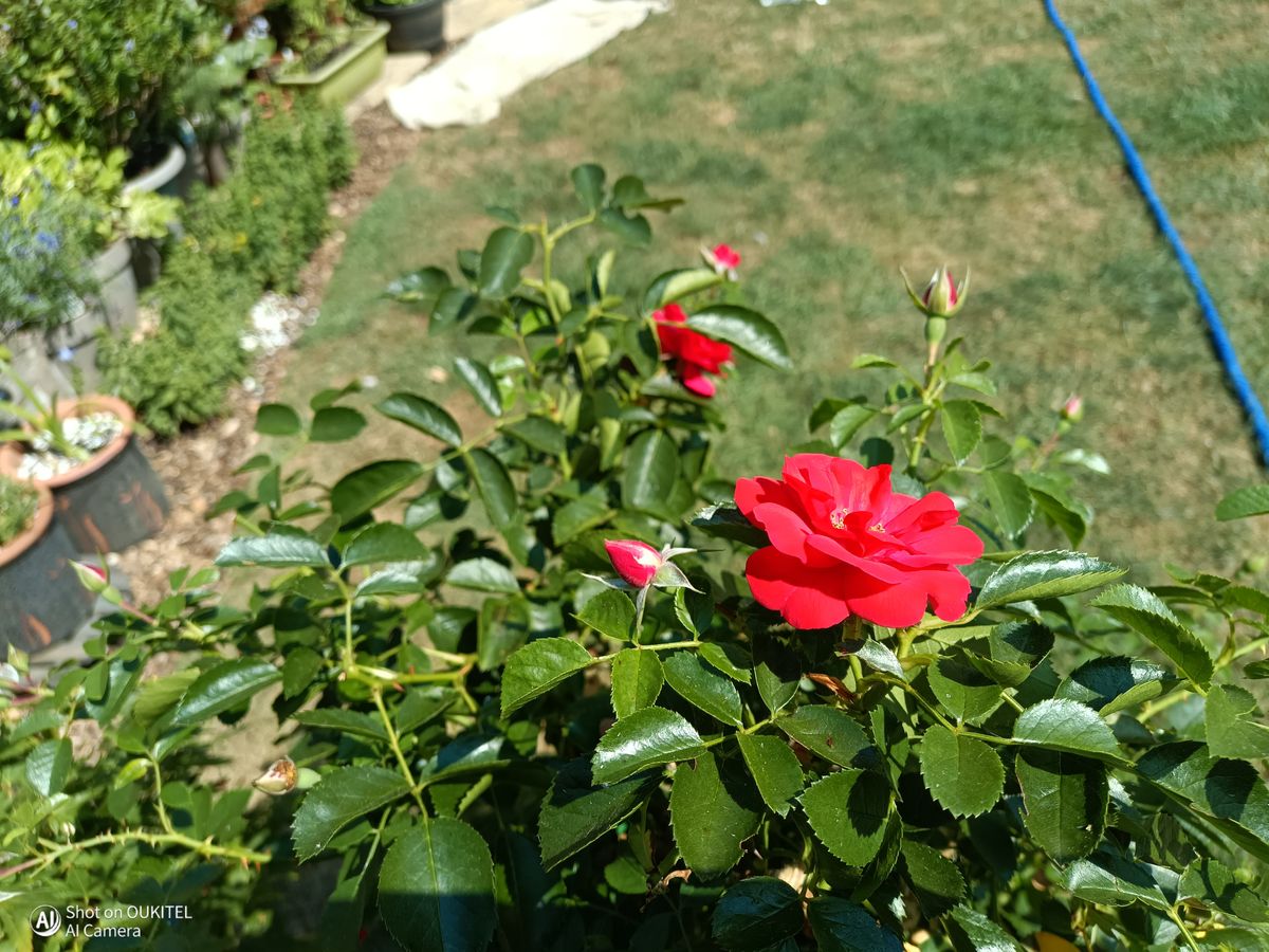 Oukitel WP68 Air Photo Examples