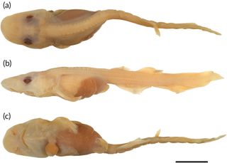 A pale-skinned embryo of a catshark on a white background.