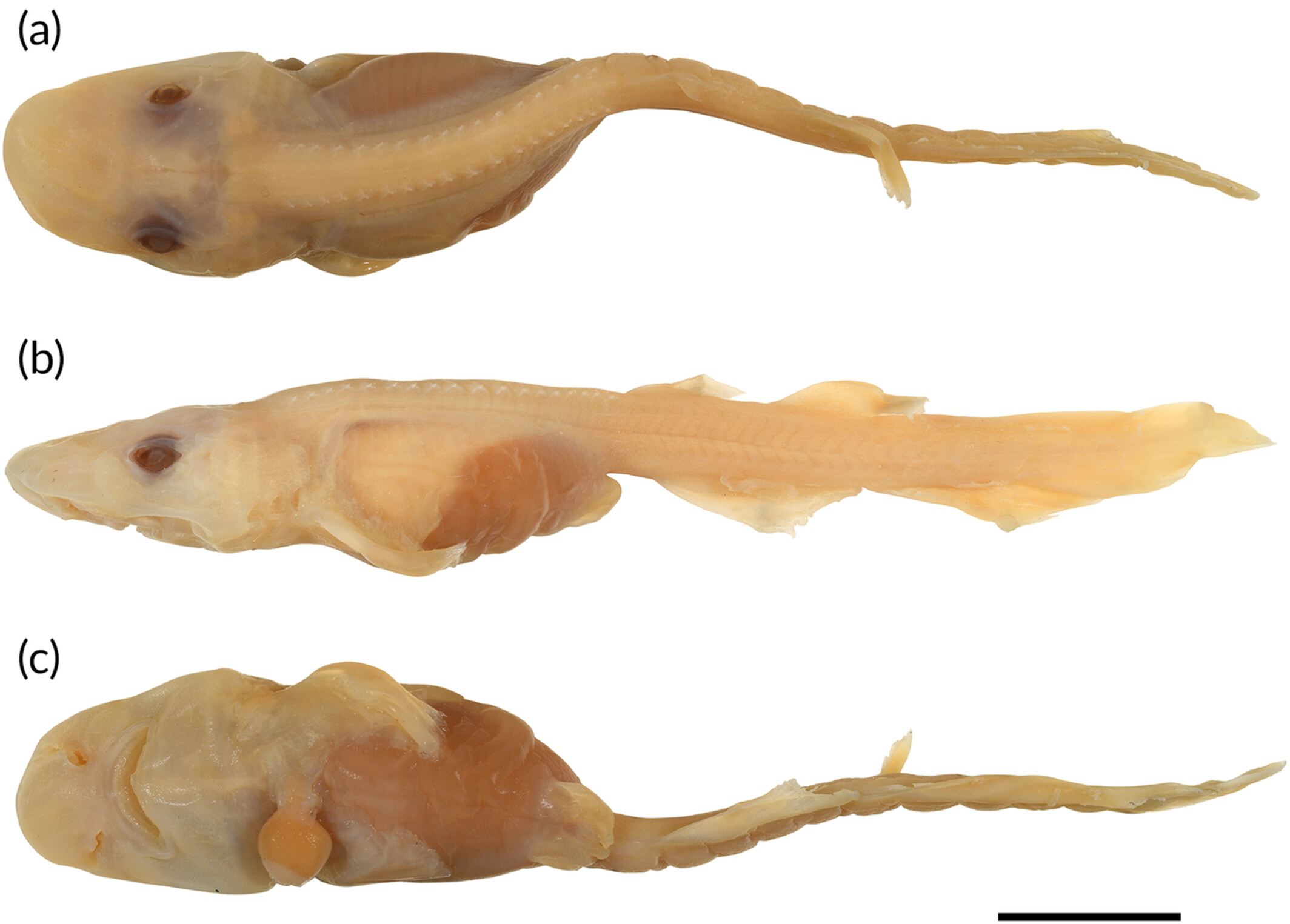 A pale skinned embryo of a catshark on a white background.