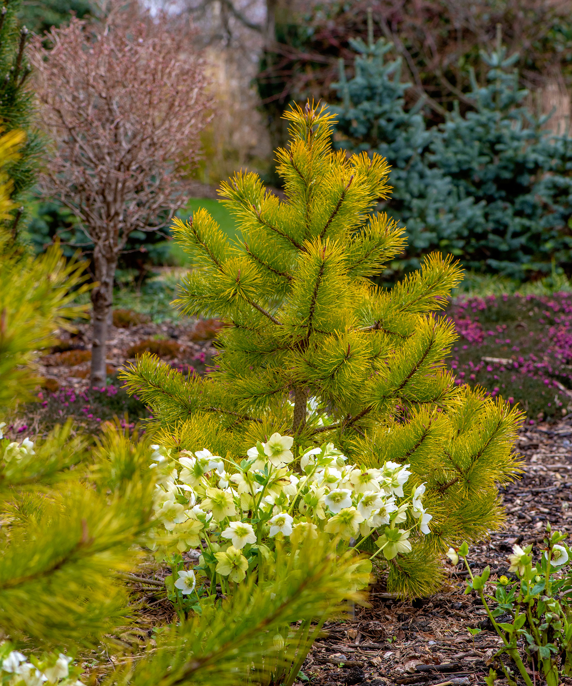 Pinus contorta 'Chief Joseph'