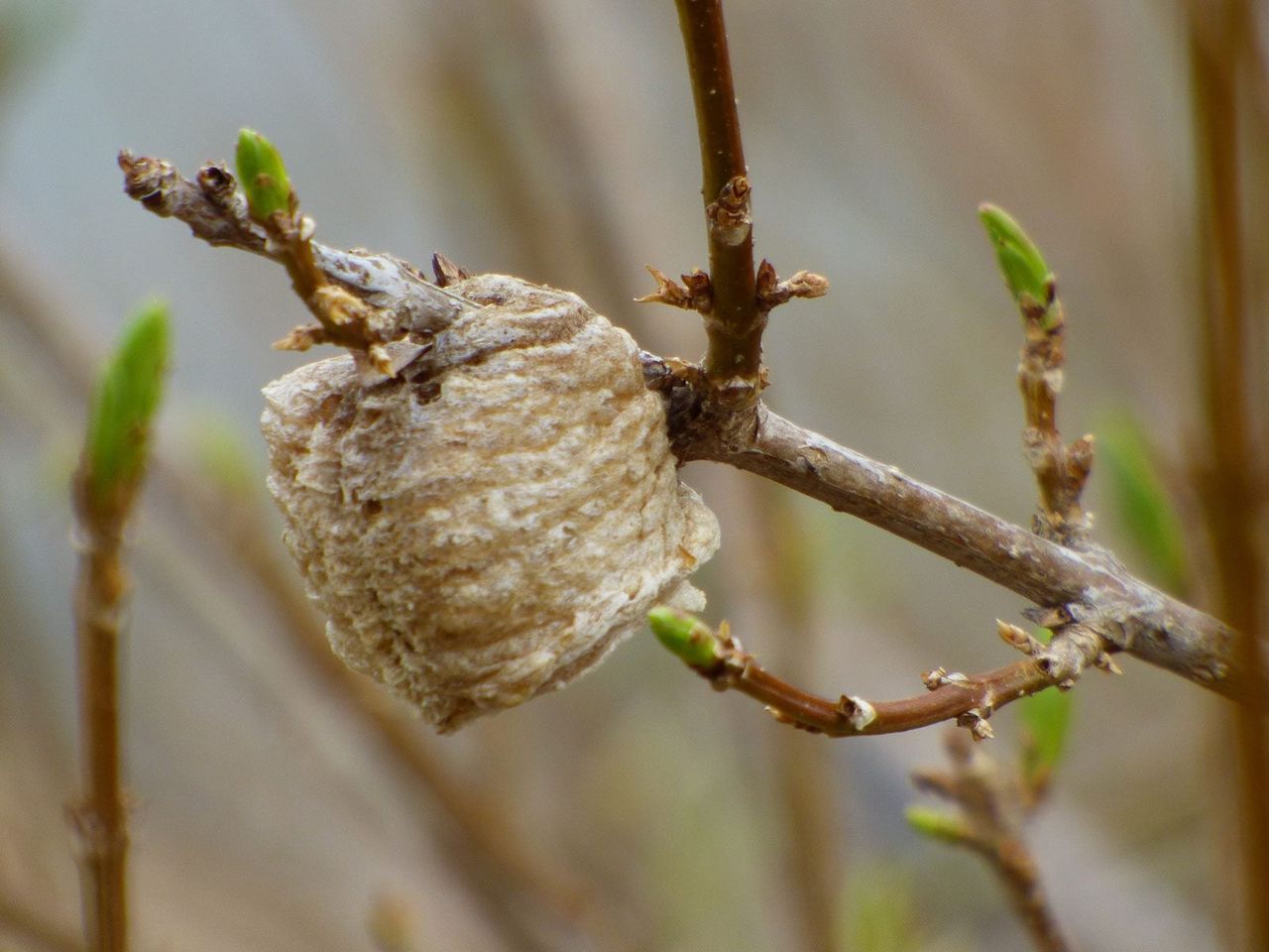 Praying Mantis Egg Sac On A Plant