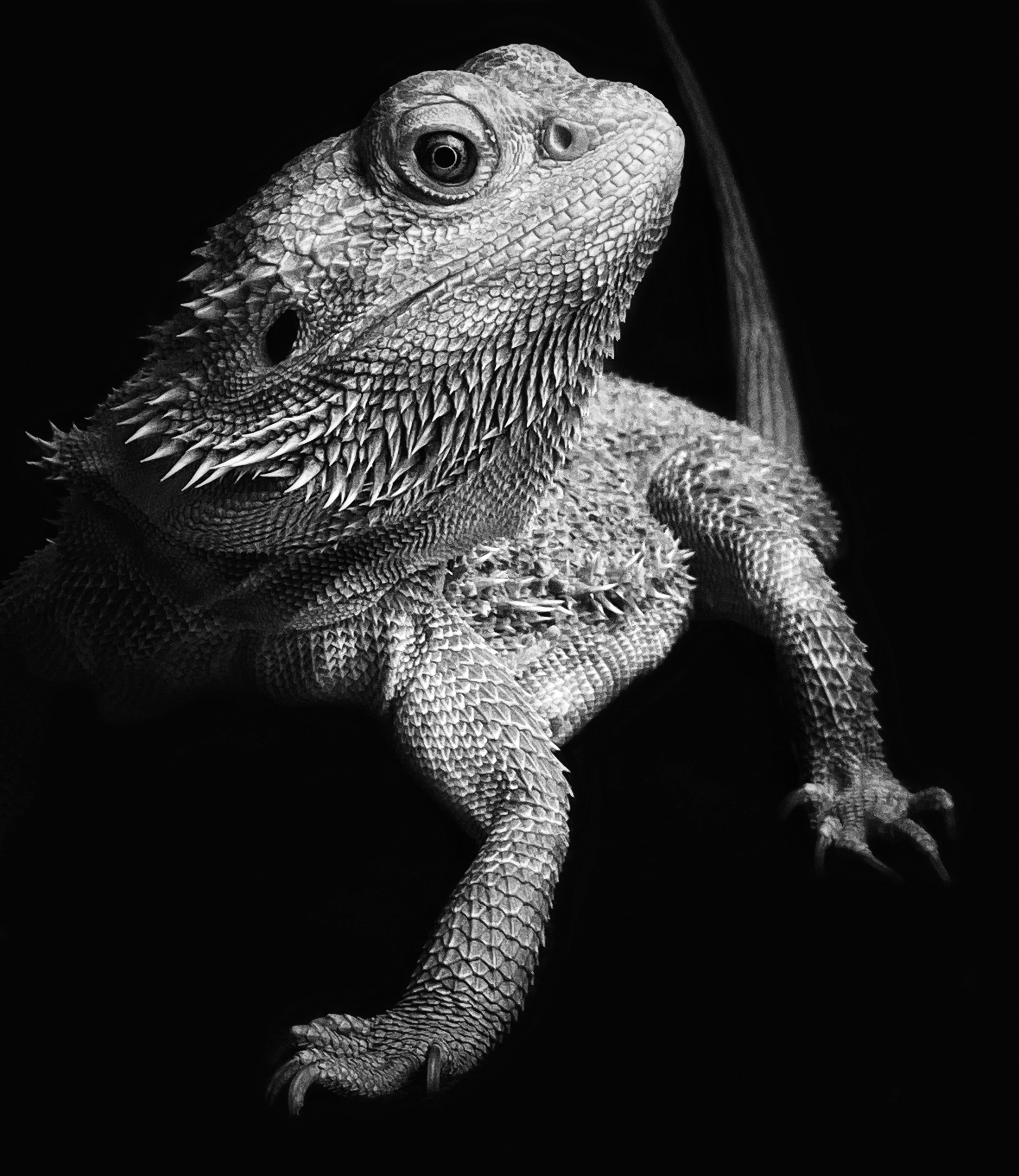 'Strike a Pose' shot of an Iguana for the iPhone Photography Awards 2021