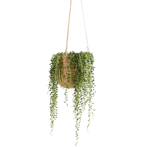 H&M, Senecio Rowleyanus