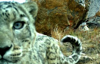 snow leopards, snow leopard photos, snow leopard camera traps, tajikistan wildlife, earth, stealing snow leopards, endangered species news, big cats