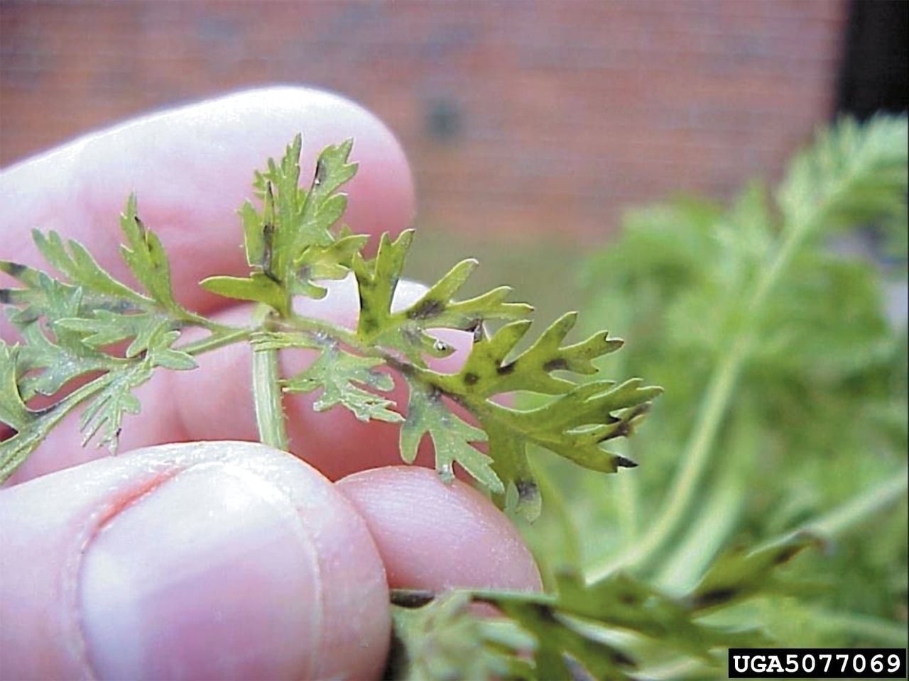 carrot leaf spot