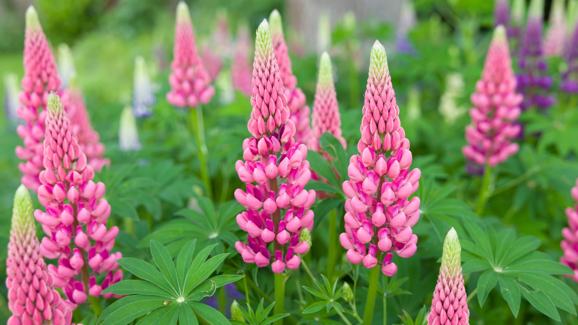 pink lupins in garden