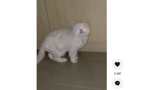 Moet the blind cat is a persian cat with no eyes