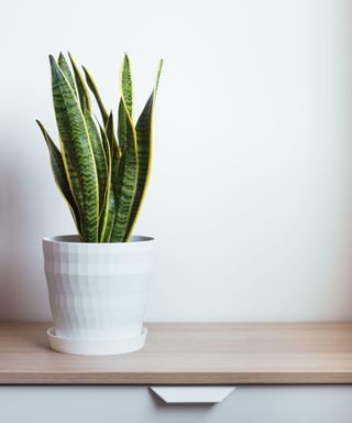 Snake plant in a white-painted room