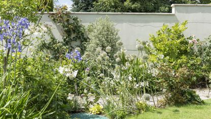 A flowerbed beside a white wall, with mature shrubs, and alliums and agapanthus flowers. A former sloping garden, redesigned and terraced cottage garden in a village in Dorset, home of Judith and Michael Rust.