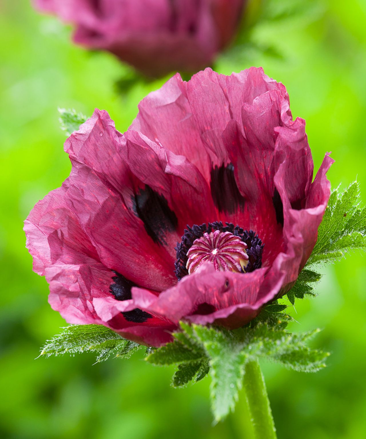 How To Grow Poppies: Top Tips On Growing And Caring For These Stunning ...