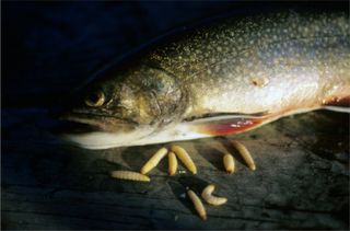 Top 5 Baits For Rainbow Trout and How To Fish Them
