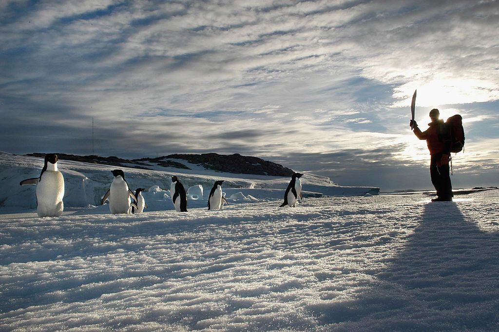 Adelie penguins. 