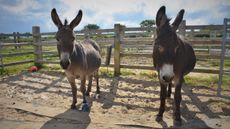 Dusuy-left-Credit-The-Donkey-Sancutary.jpg