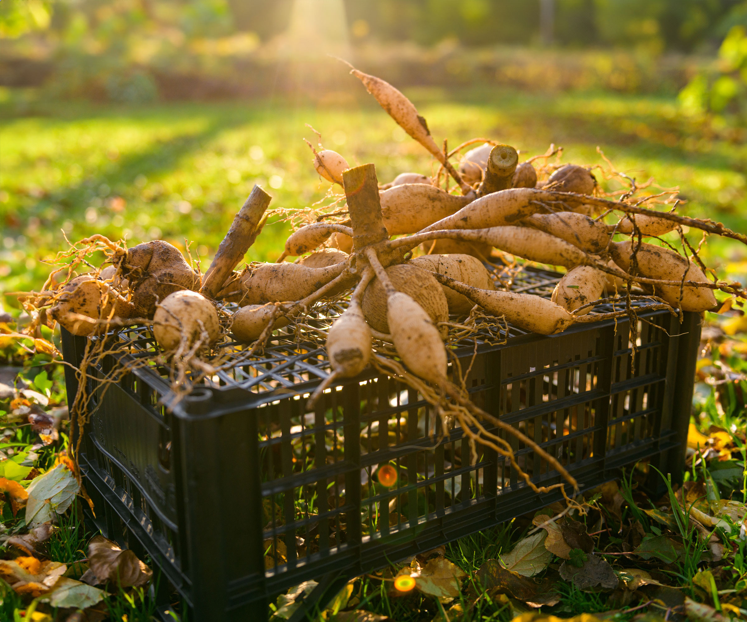 dahlia tubers drying on crate in sunshine