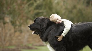 Child hugging Newfoundland dog