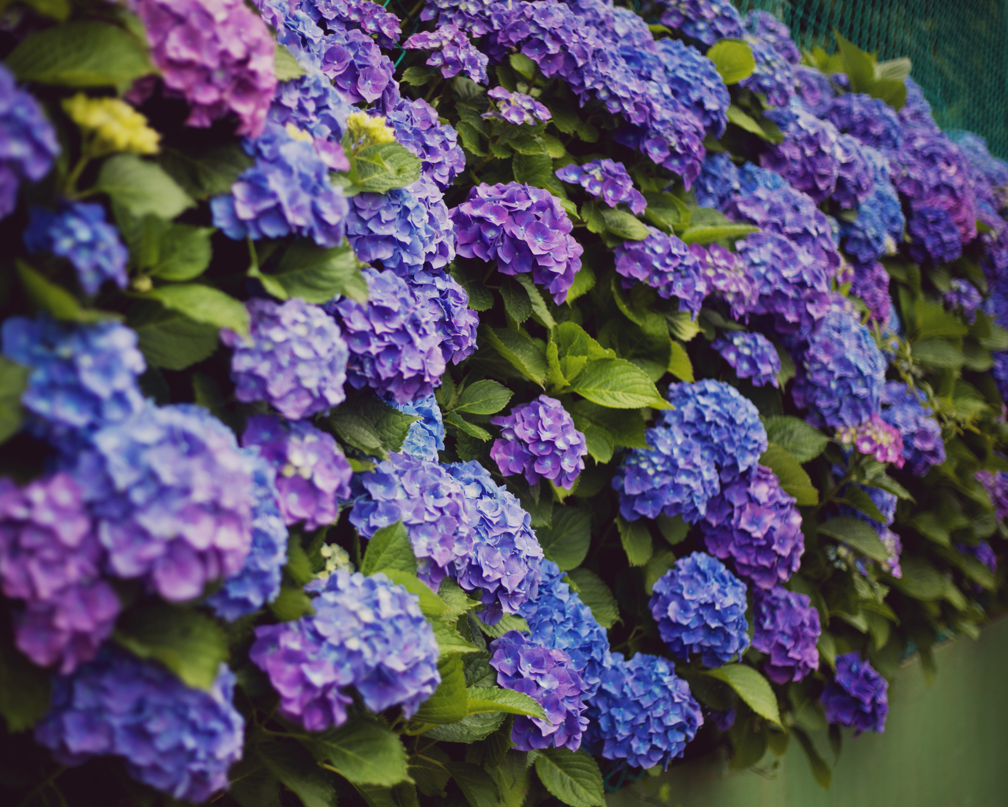 Pink and purple endless summer bloomstruck hydrangeas