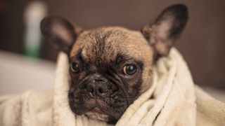 French bulldog wrapped in towel