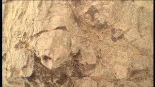 A close up image shows the jagged edge of a light brown rock that looks like the head of a turtle poking out of its shell