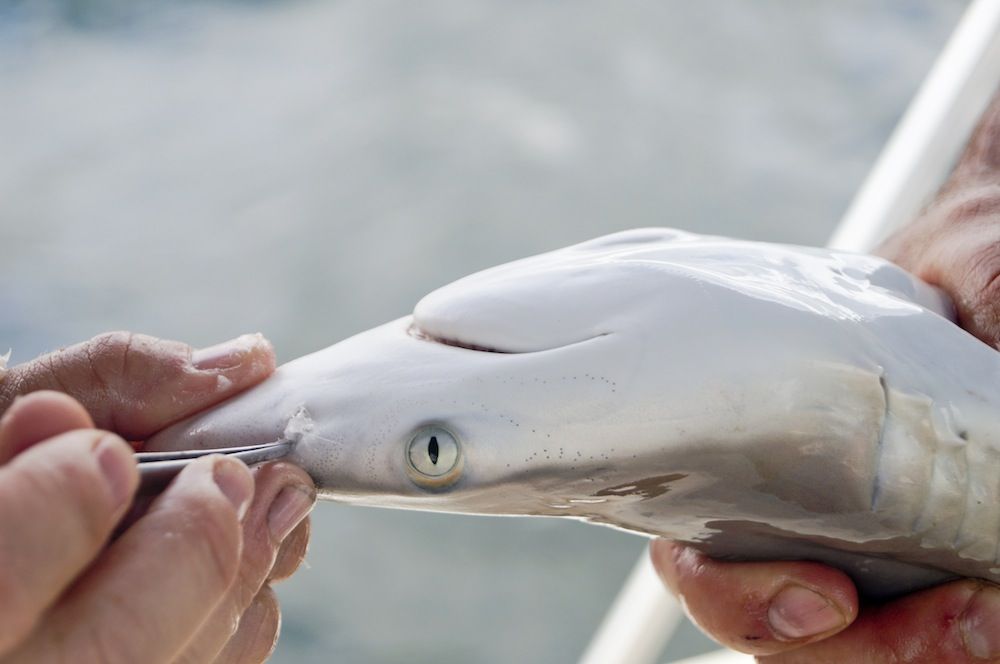 How To Catch Bonnethead Sharks On Artificial Shrimp