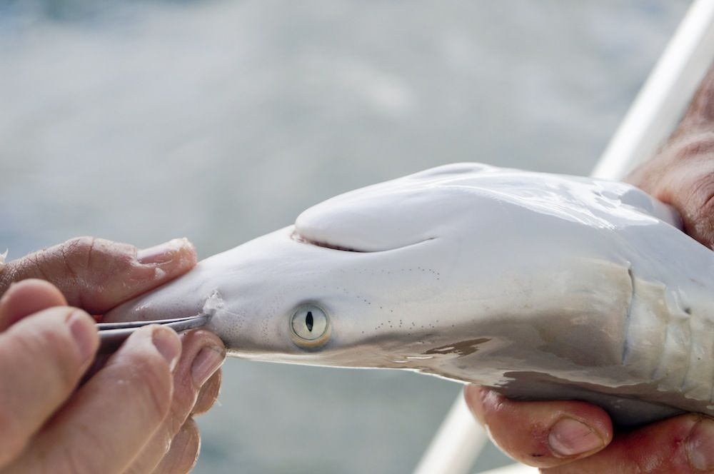 Super Senses How Sharks Hunt Down Prey Live Science