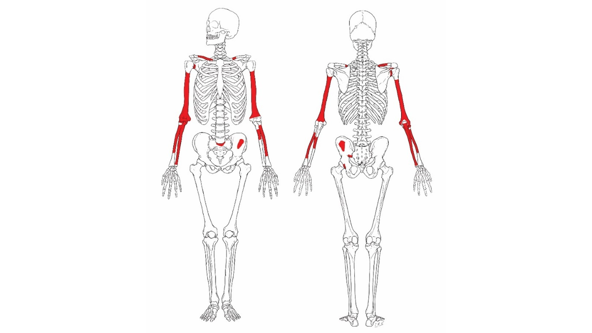 Most complete Homo habilis skeleton ever found dates to more than 2 ...
