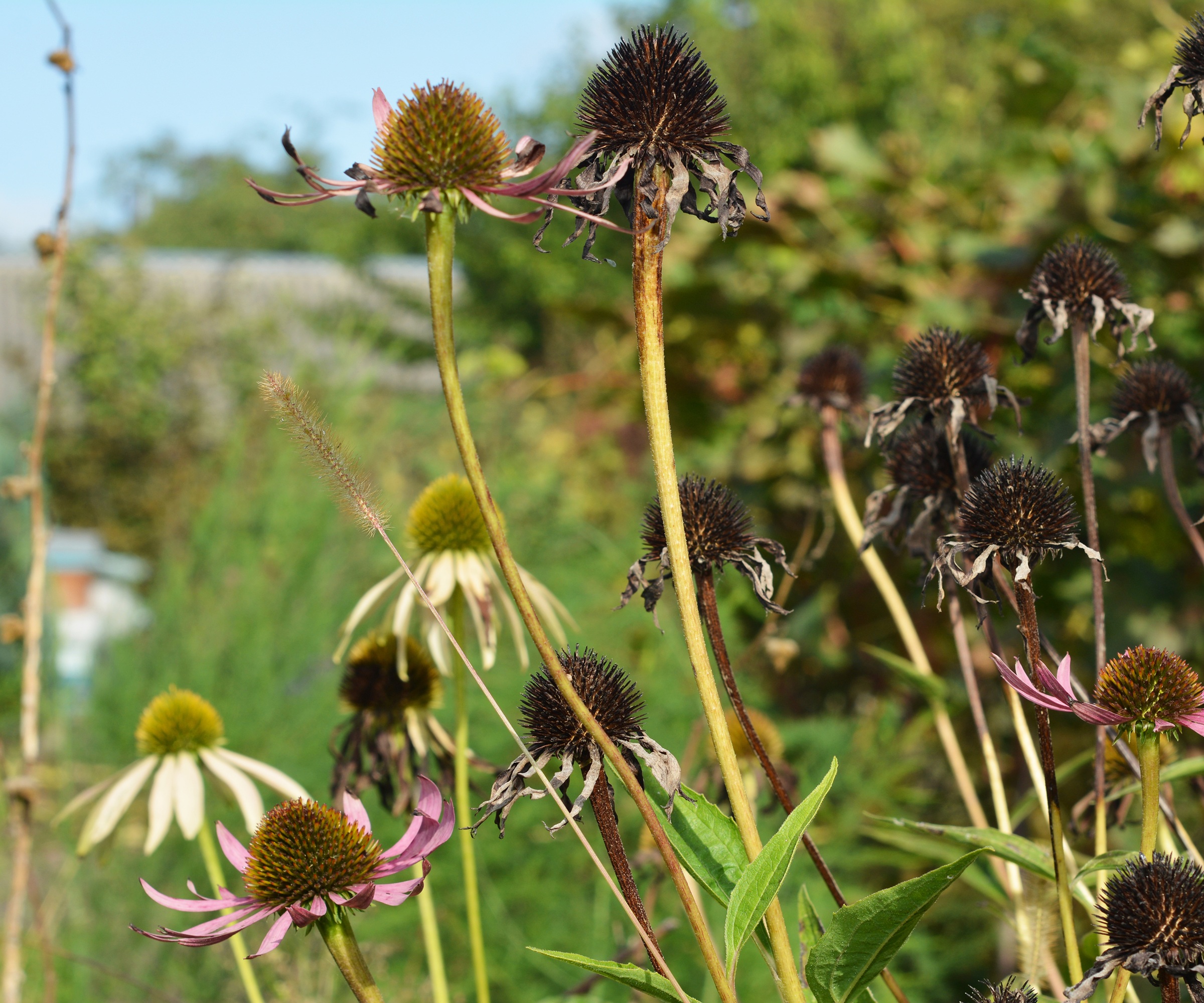 coneflower dying back