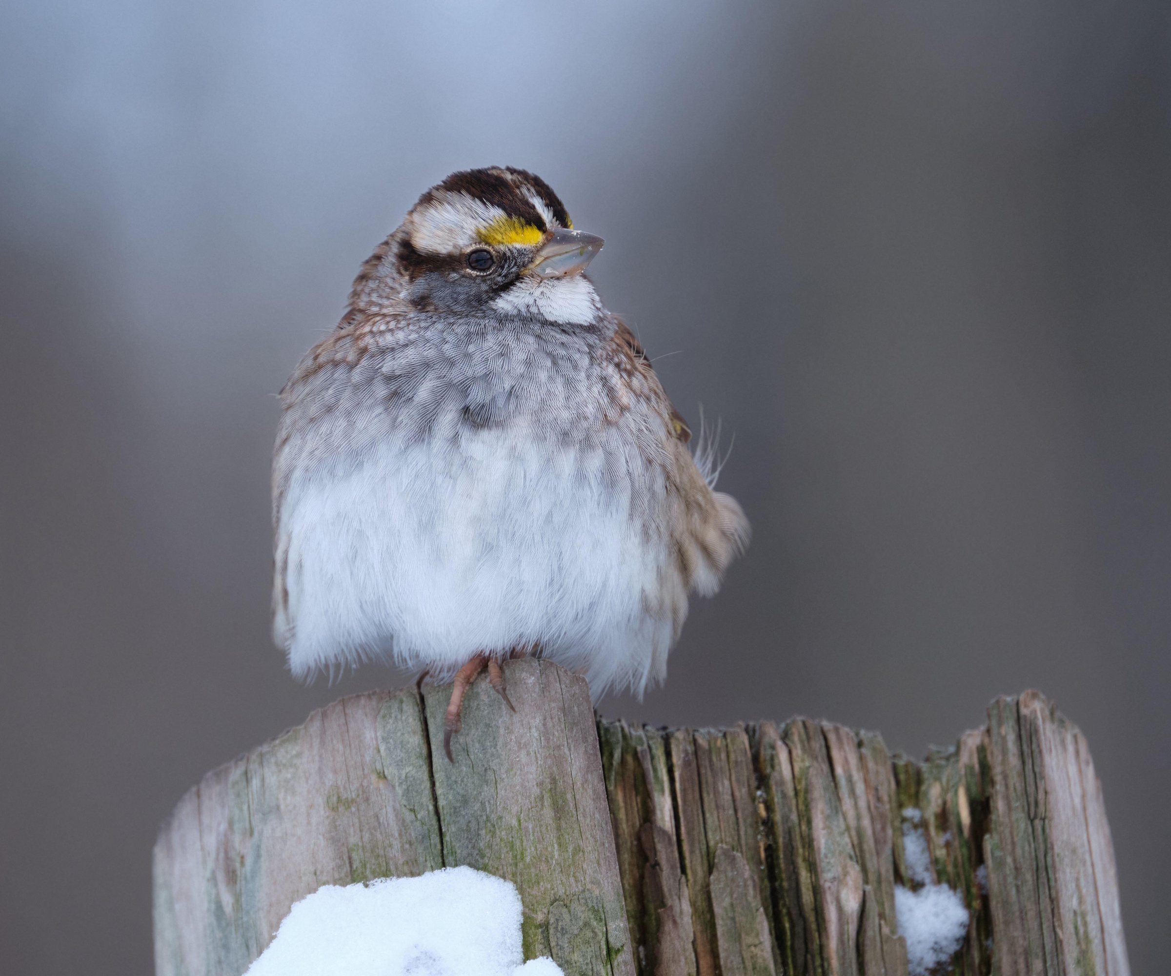 White-throated sparrow